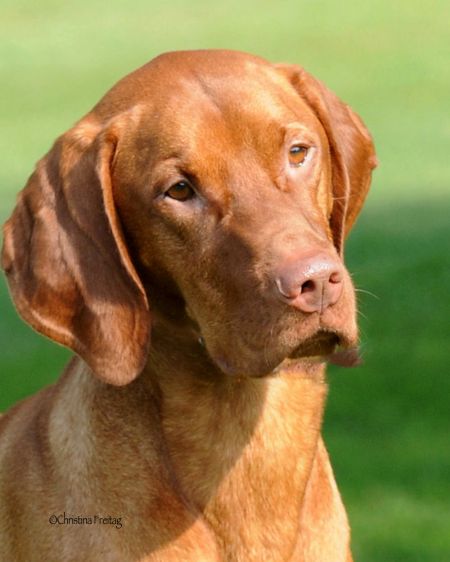 Image of Cinnabar's Sasco Finale