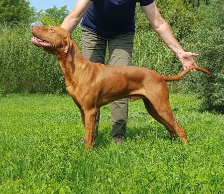 Image of Obor de l'Oree du Bois Fougieres