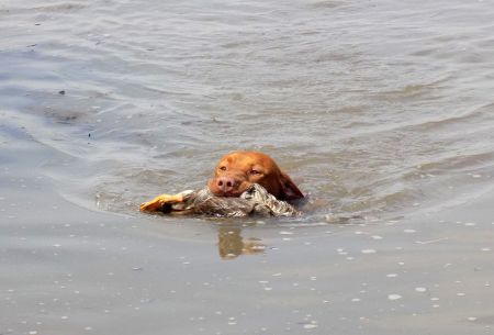 Image of Obor de l'Oree du Bois Fougieres