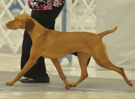 Image of Vizcaya's Rendition of a Fantasy