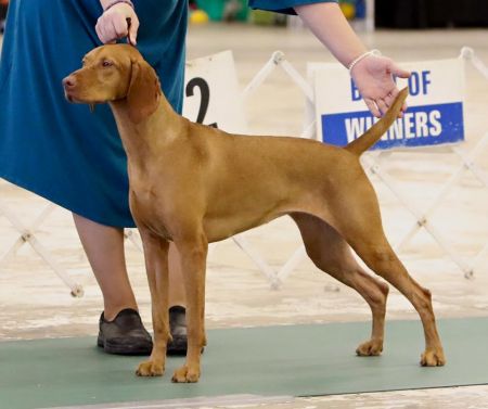 Image of Vizcaya's Rendition of a Fantasy