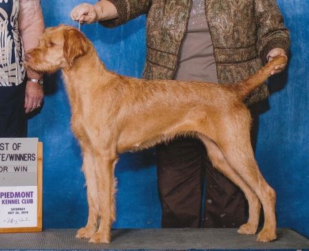 Image of Blaythorn's Wind In The Willows