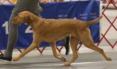 Image of Blaythorn's Wind In The Willows