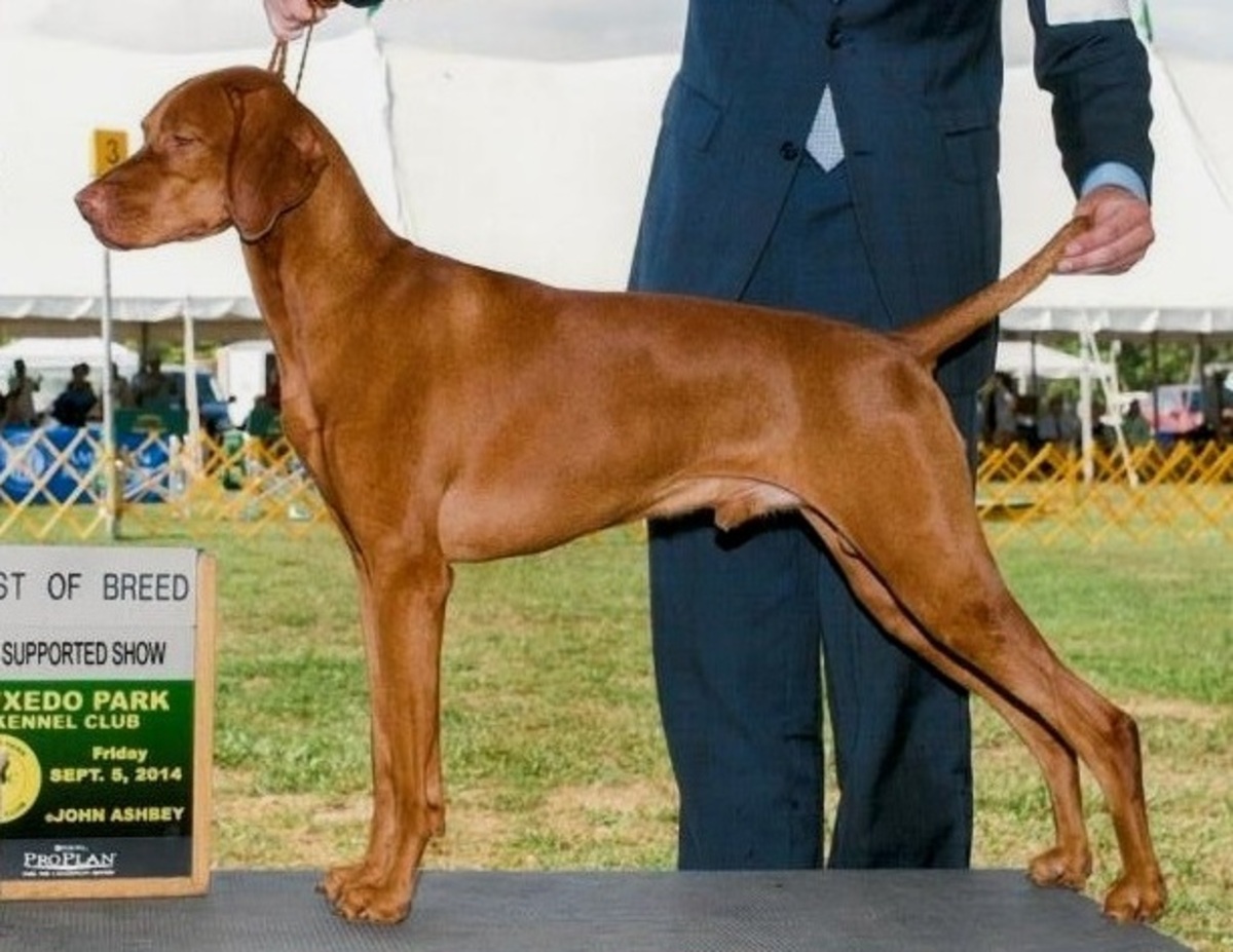 Image of Solaris Smokin' Hot Habenera