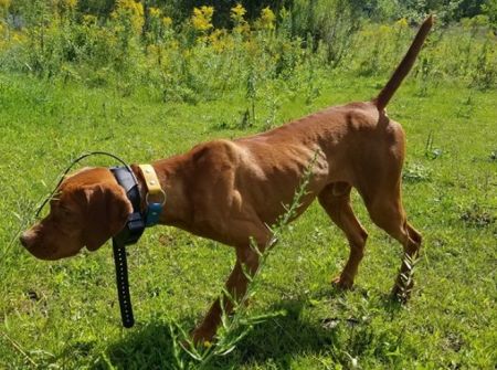 Image of Armed-N-Dangerous Crockett