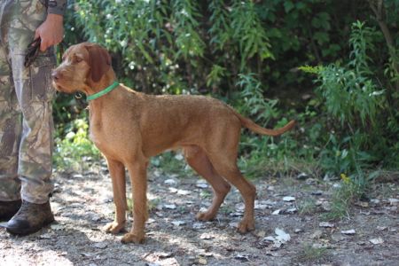 Image of Zöldmáli Vento