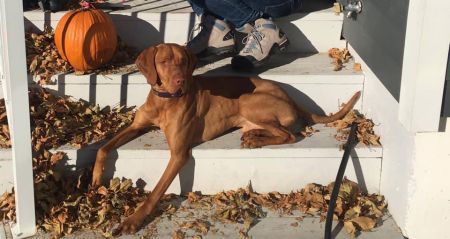 Image of Mesterhazi Zserbo