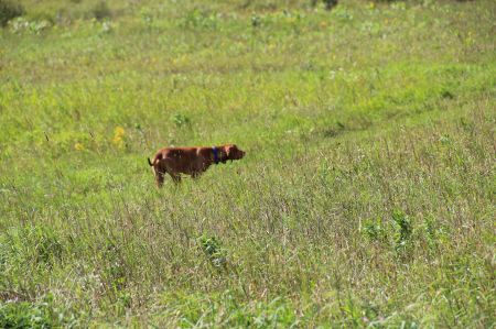 Image of Mesterhazi Zserbo