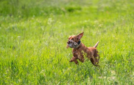 Image of Wall Canyon's New Wave