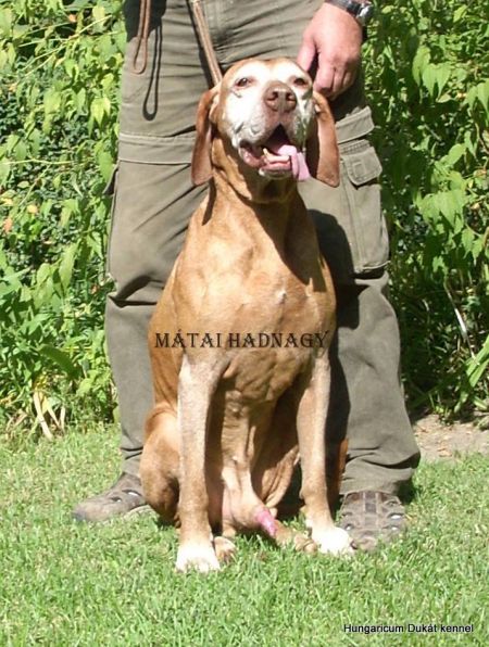 Image of Matai Hadnagy