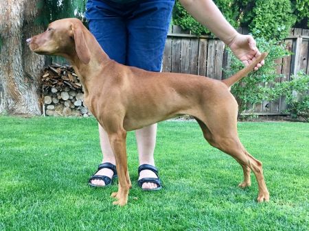 Image of Sokoldalu's Astrid Starlight