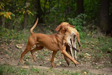 Image of Enzo F. Vives Bohemia