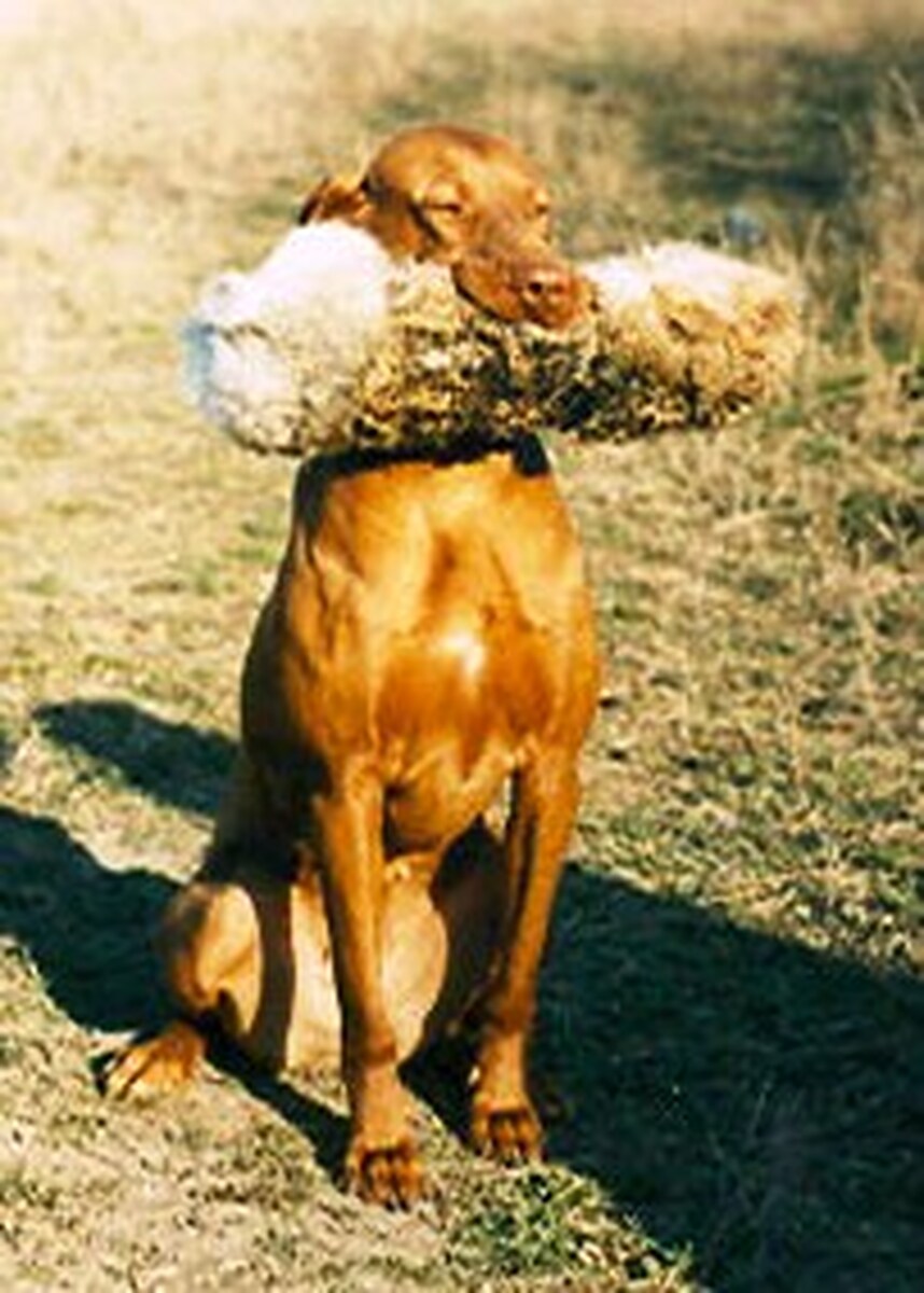 Image of Vadászfai Sikkes