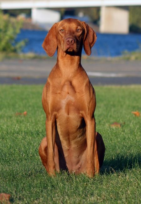 Image of Sokoldalu's Astrid Starlight