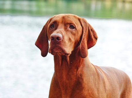 Image of Russet Leather Strmwnd La Dolce Vita