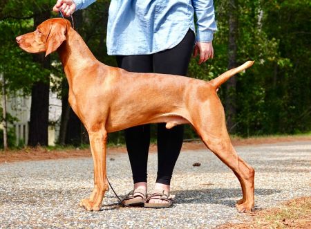 Image of Russet Leather Strmwnd La Dolce Vita