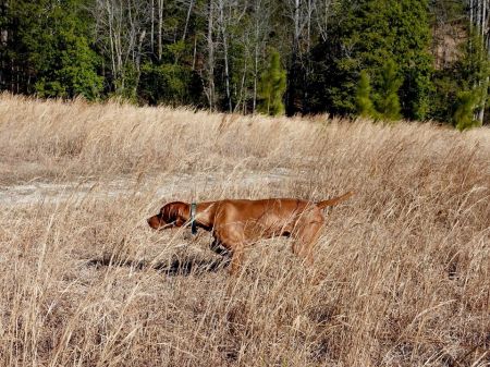 Image of Russet Leather Strmwnd La Dolce Vita
