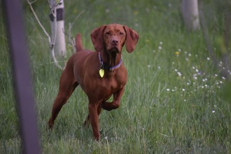 Image of Toldin's She's The One