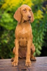 Image of April Cinnamon Vizsla Dream at Risley
