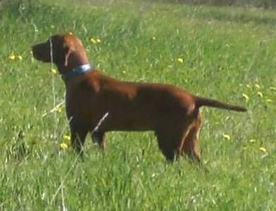 Image of Point Of Honor Zarek