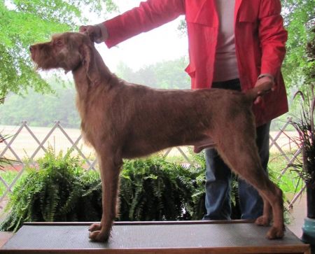 Image of Hickory Creek's Sammy