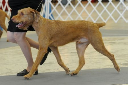 Image of Hickory Creek's Sammy