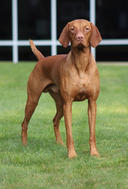 Image of Sokoldalu's Barnegat Light
