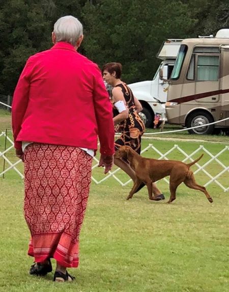 Image of Russet Leather Indian Wren