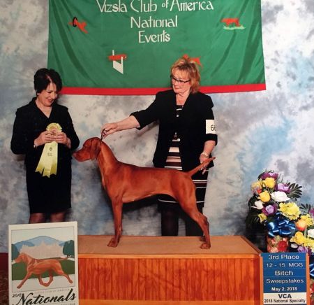 Image of Russet Leather Indian Wren