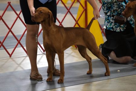 Image of Russet Leather Indian Wren