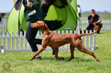 Image of Tina Trading Royal