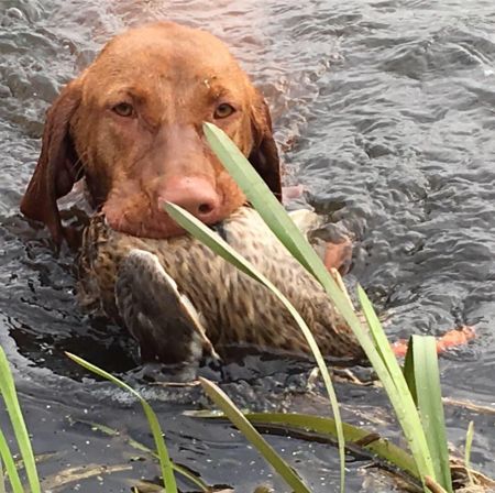 Image of Tina Trading Royal