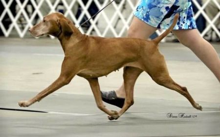 Image of Midan's Dancing Con'tess'A