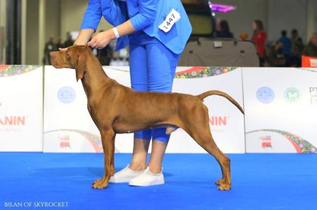 Image of Bilan of Skyrocket