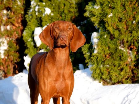 Image of Rhapsody Poetry In Motion