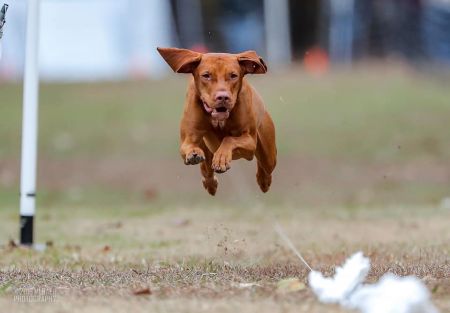 Image of BerkCor's Life of the PartTEA