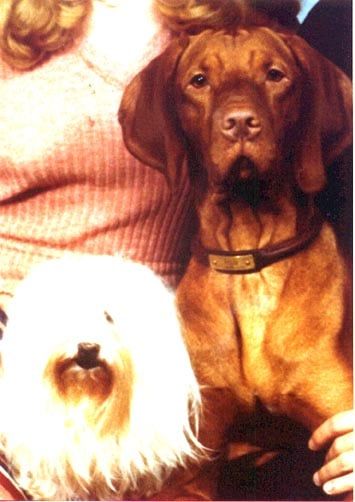 Image of Cariad's Cimar Ron