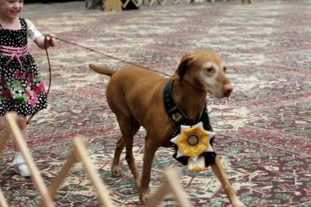 Image of Classic Centre Of Attention