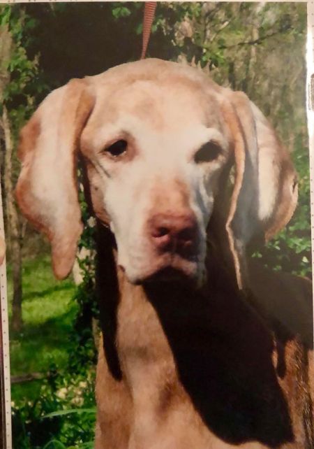 Image of Classic Hiz N Herzig