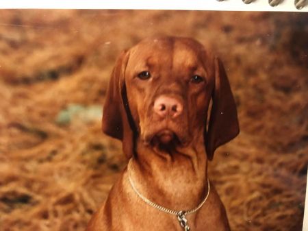 Image of Classic Hiz N Herzig