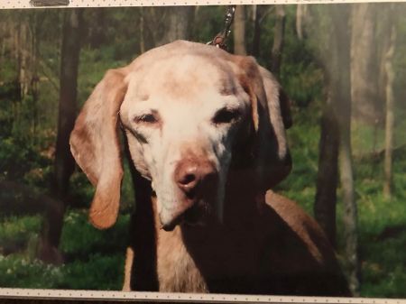 Image of Classic Dr Robert Hutchison