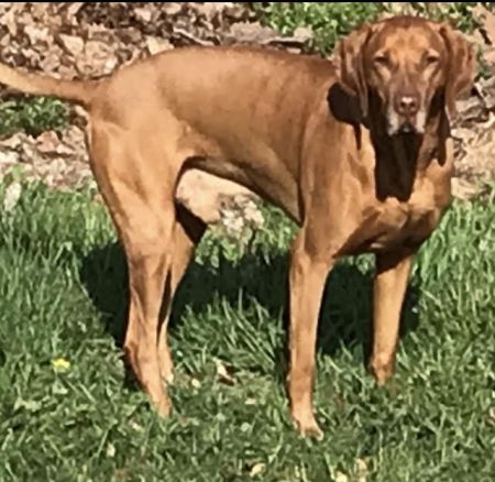 Image of Nichlos Mag Guffen Rakoczi