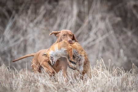 Image of Antaresi-Láng Merész