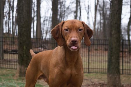 Image of Happy Tails Radar