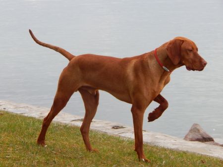 Image of Magasparti Rutinos Indián