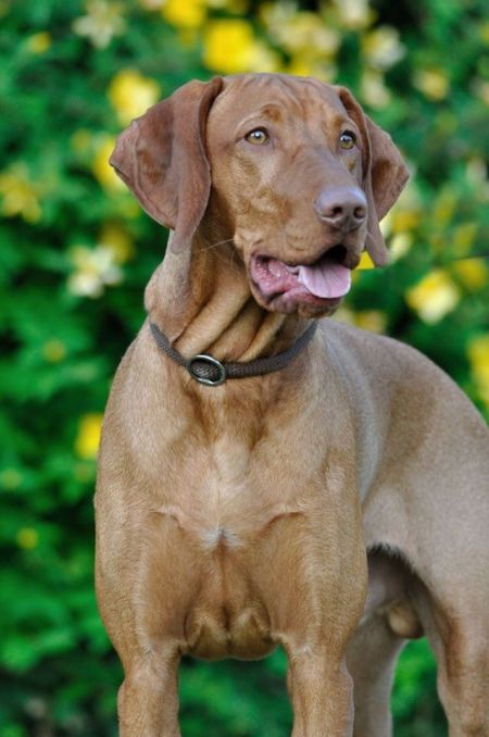 Image of Bensci (NHSB 3083392)