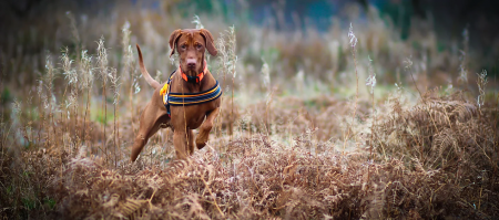 Image of Kenquartz Russet Moon