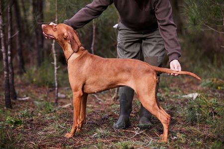 Image of Anivellen Venatrix Villma