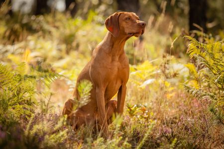 Image of Betekints Róna Rufus