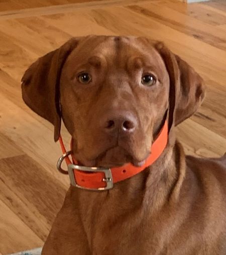 Image of Scout 'Em Out Shotgun Rider